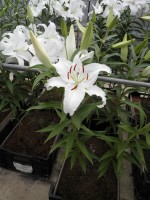 [1824 Universe No02.JPG]